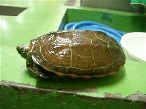 消えていく命-６月２日中原区