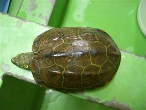 消えていく命-６月２日中原区