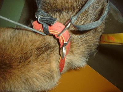 消えていく命-６月３日戸塚区