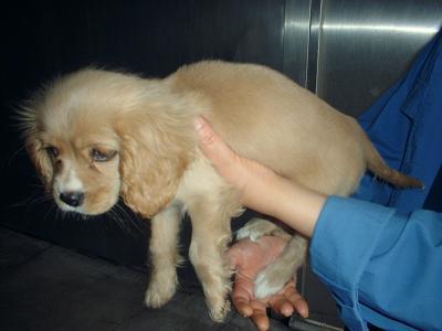 消えていく命-６月３日保土ヶ谷区