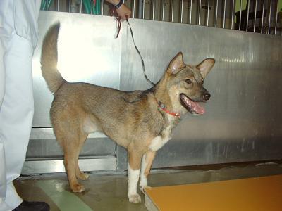 消えていく命-6月3日戸塚区