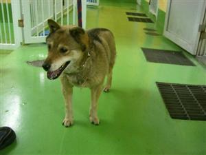 消えていく命-６月４日多摩区