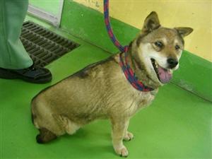 消えていく命-6月4日多摩区