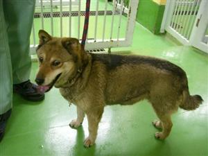 消えていく命-6月4日多摩区