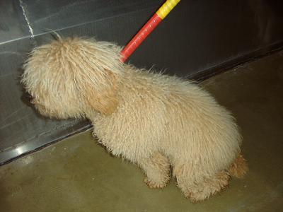 消えていく命-6月4日旭区