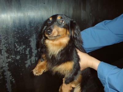 消えていく命-6月4日旭区