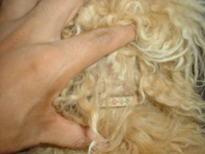 消えていく命-６月４日旭区