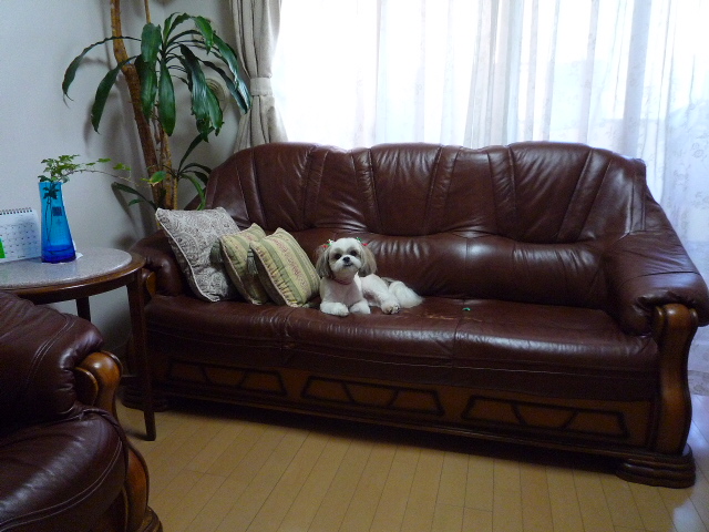 ふうちゃんの毎日 マルシーズーのmix犬 ふうちゃんの毎日 マルシーズーのmix犬