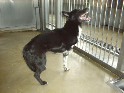 消えていく命-６月１０日鶴見区