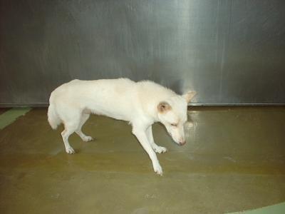 消えていく命-６月１０日港北区