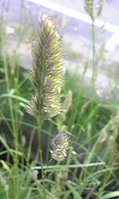 こけしちゃんのブログ