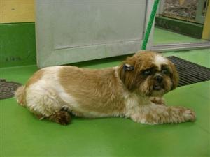 消えていく命-６月１９日麻生区