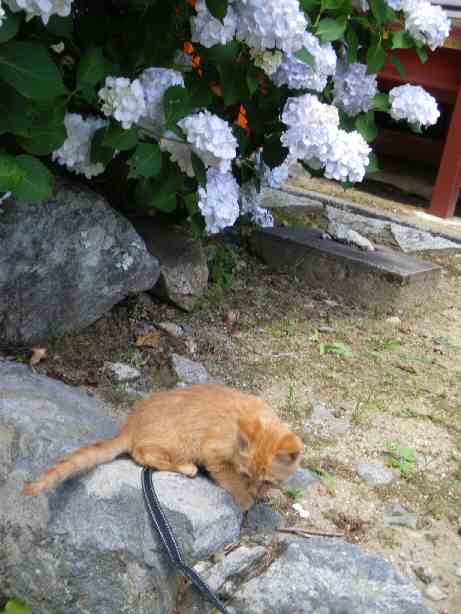 明日香る・・・古都　奈良、神代の道★ウォーカー-にゃら猫コチクＩｎ談山神社