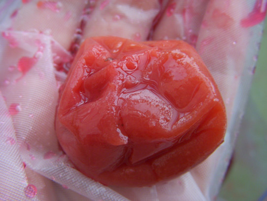 キヨミのガーデニングブログ-2009　梅を干す画像