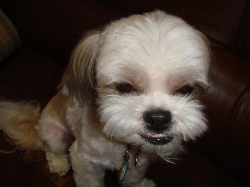 笑う犬 ふうちゃんの寝ながら笑う編 ふうちゃんの毎日 マルシーズーのmix犬 笑う犬 ふうちゃんの寝ながら笑う編 ふうちゃんの毎日 マルシーズーのmix犬