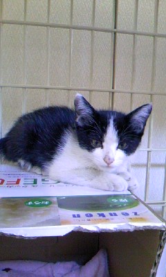 きじとら☆茶とら