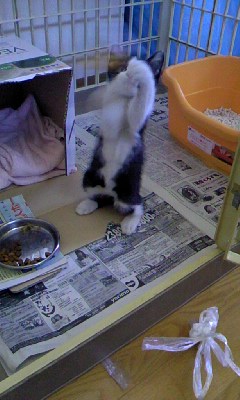 きじとら☆茶とら