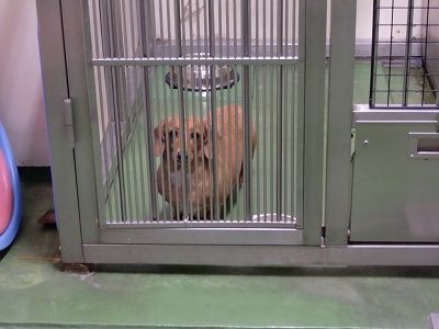 とらきち の ねこさん日記