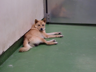 とらきち の ねこさん日記