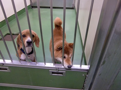 とらきち の ねこさん日記