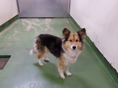 とらきち の ねこさん日記