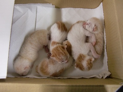 とらきち の ねこさん日記