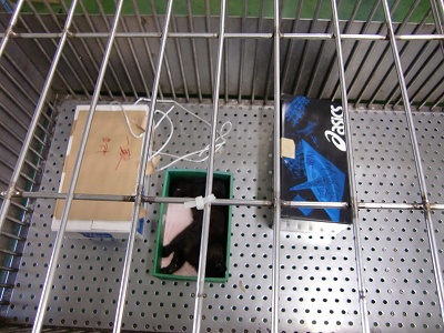 とらきち の ねこさん日記