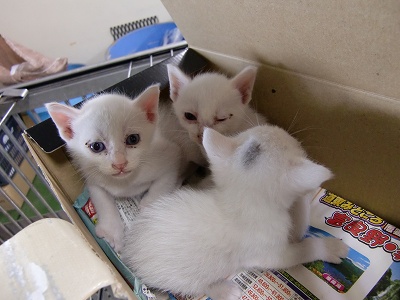 とらきち の ねこさん日記