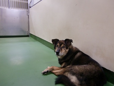 とらきち の ねこさん日記