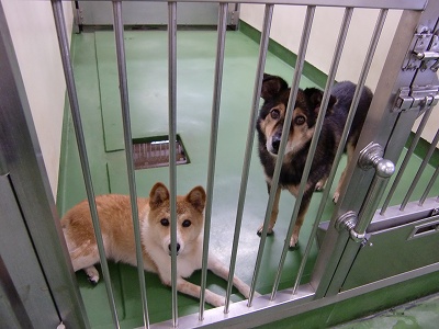 とらきち の ねこさん日記