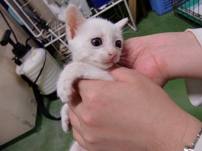 とらきち の ねこさん日記