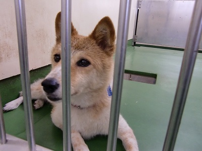 とらきち の ねこさん日記