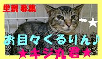 ずれずれブログ…湘南で猫と暮らせば…