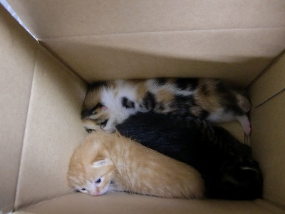 とらきち の ねこさん日記