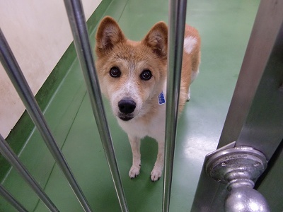 とらきち の ねこさん日記