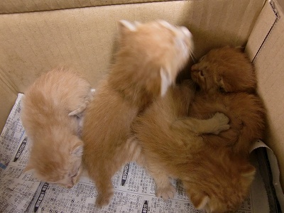 とらきち の ねこさん日記