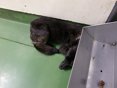 とらきち の ねこさん日記