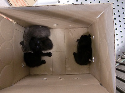 とらきち の ねこさん日記