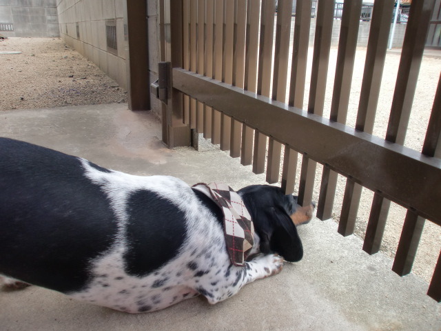 ☆*ﾟ ゜ﾟ*☆空にひつじ雲☆*ﾟ ゜ﾟ*☆