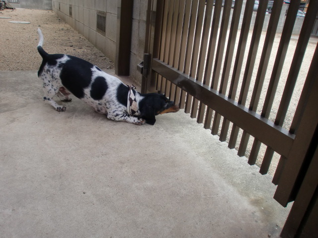 ☆*ﾟ ゜ﾟ*☆空にひつじ雲☆*ﾟ ゜ﾟ*☆