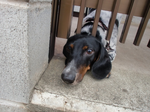 ☆*ﾟ ゜ﾟ*☆空にひつじ雲☆*ﾟ ゜ﾟ*☆