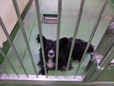 とらきち の ねこさん日記