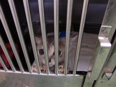 とらきち の ねこさん日記