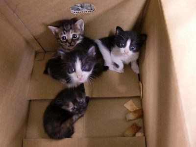 とらきち の ねこさん日記