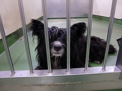 とらきち の ねこさん日記