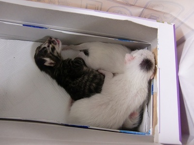 とらきち の ねこさん日記