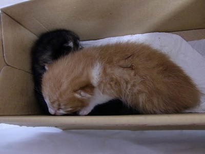 とらきち の ねこさん日記