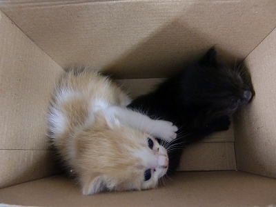 とらきち の ねこさん日記