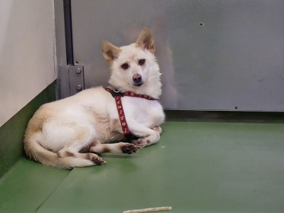 とらきち の ねこさん日記