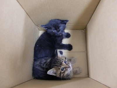 とらきち の ねこさん日記